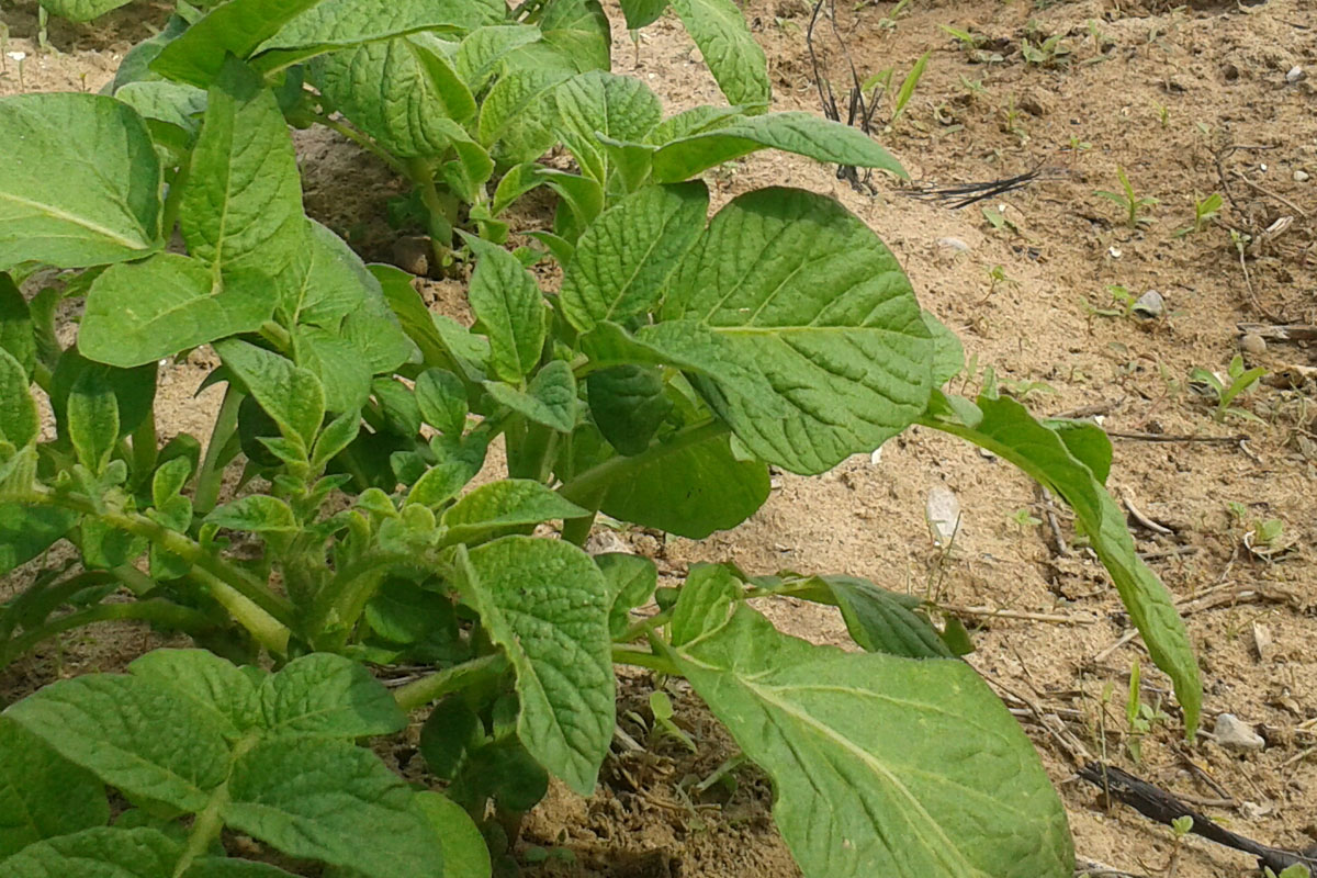 Huerto de patatas cerca de restaurante en Chipiona. Venta Aurelio. Cádiz.