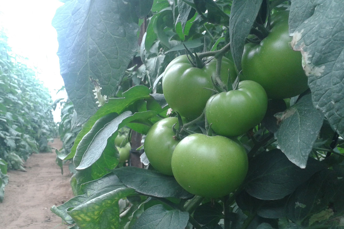 Huerto de tomates cerca de restaurante en Chipiona y Sanlúcar. Venta Aurelio. Cádiz.