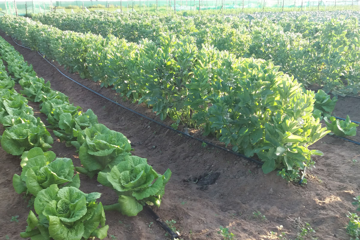 Huerto de lechugas cerca de restaurante en Chipiona y Sanlúcar. Venta Aurelio. Cádiz.