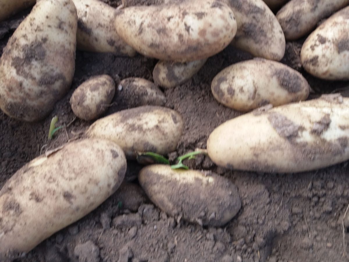 Patatas en campo cerca de restaurante en Chipiona y Sanlúcar. Venta Aurelio. Cádiz.