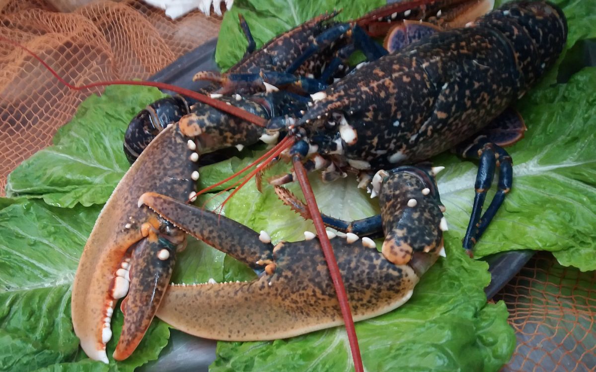 Bogavante salvaje en restaurante de Cádiz. Venta Aurelio entre Chipiona y Sanlúcar de Barrameda.