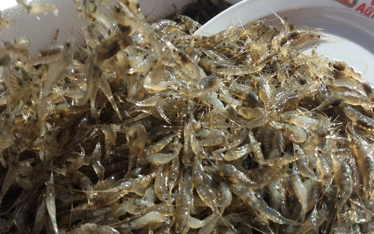 Camarón de la Isla en restaurante de Cádiz. Venta Aurelio entre Chipiona y Sanlúcar de Barrameda.