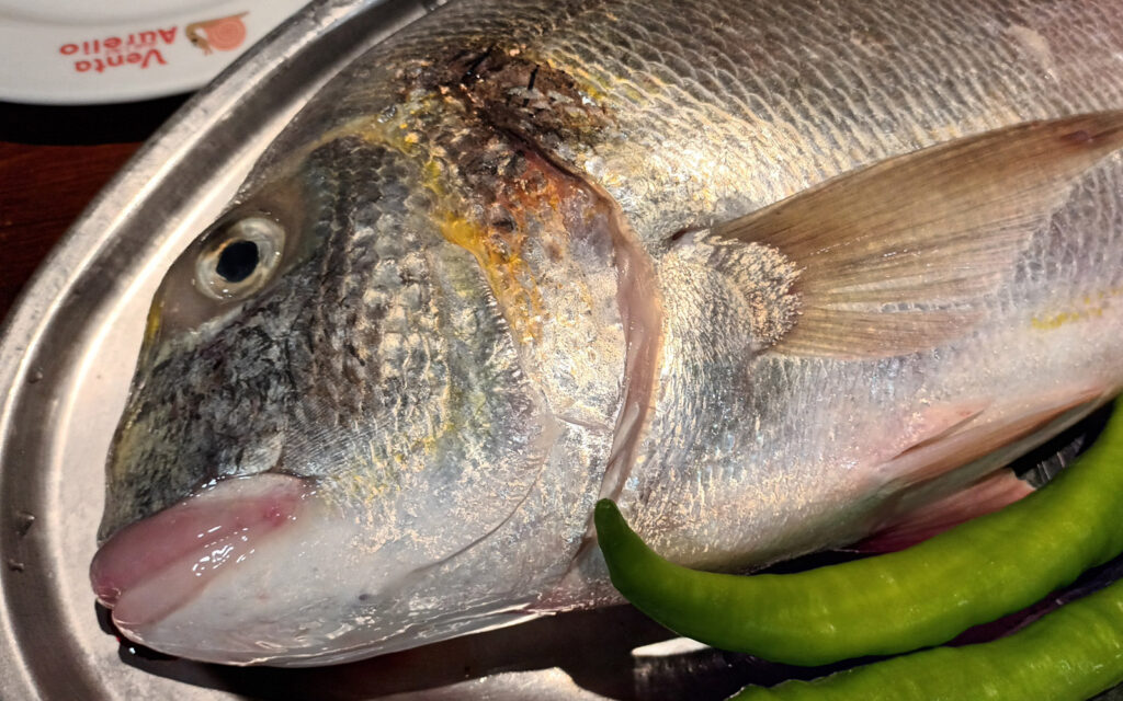Dorada de anzuelo de la costa de Cádiz. Venta Aurelio Restaurante entre Chipiona y Sanlúcar de Barrameda.