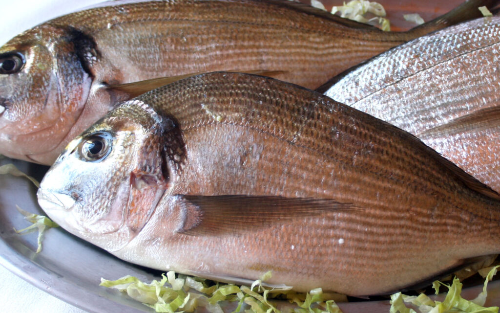 Dorada de anzuelo de la Bahía de Cádiz. Venta Aurelio Restaurante entre Chipiona y Sanlúcar de Barrameda.