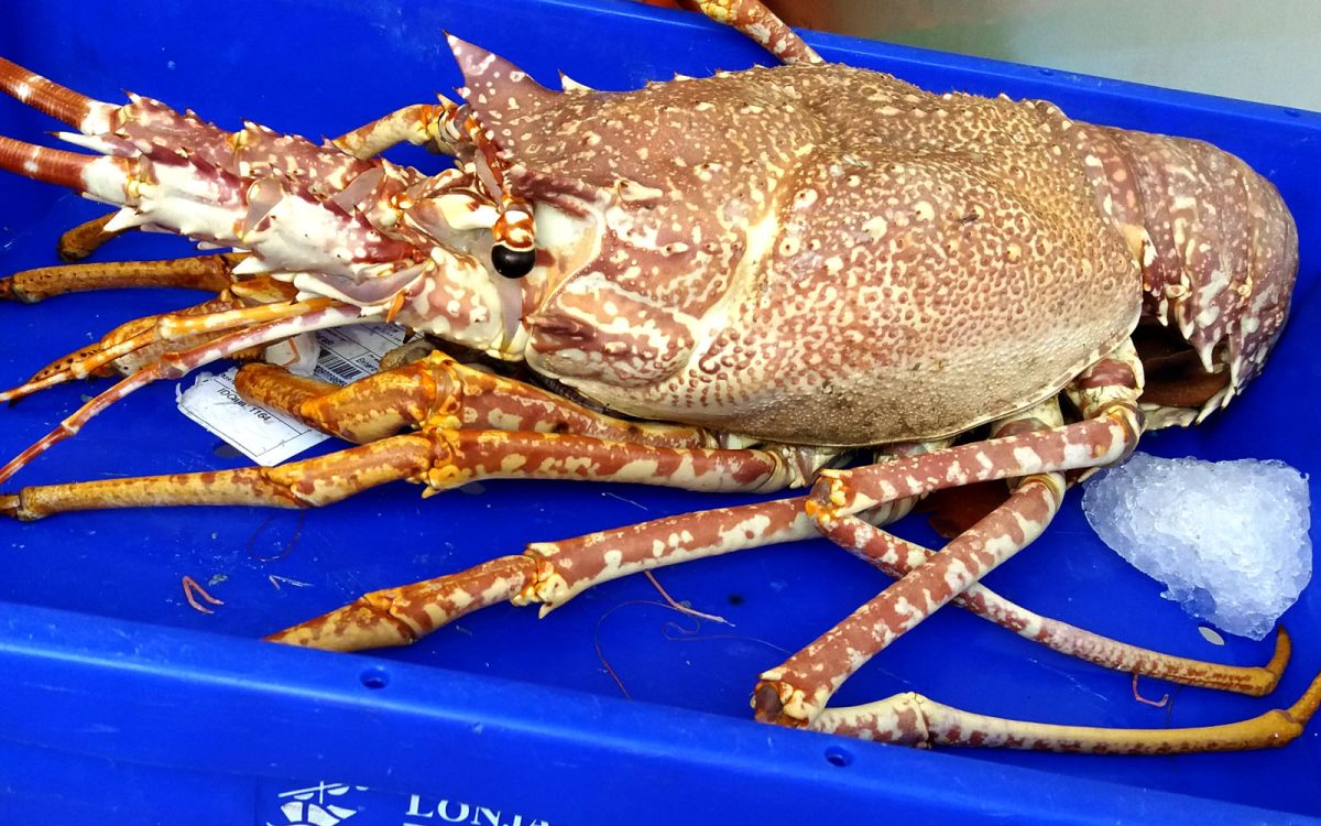 Langosta salvaje de la Bahía de Cádiz. Venta Aurelio restaurante entre Chipiona y Sanlúcar de Barrameda.