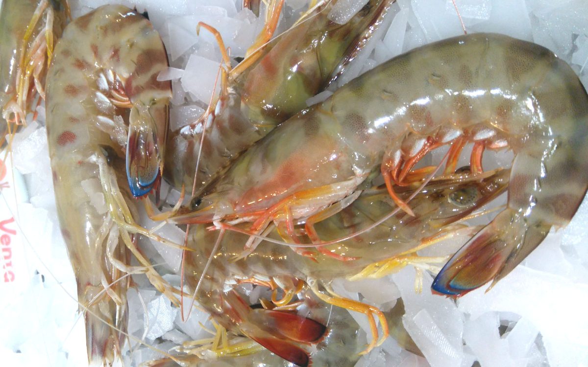 Langostinos de trasmallo en restaurante de Cádiz. Venta Aurelio entre Chipiona y Sanlúcar de Barrameda.